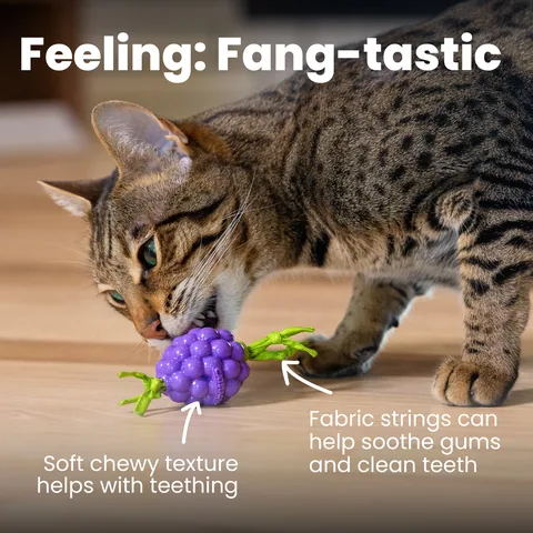 Catstages Bouncing Grape 葡萄造型潔牙玩具（紫） 3