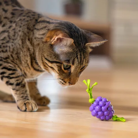 Catstages Bouncing Grape 葡萄造型潔牙玩具（紫） 5