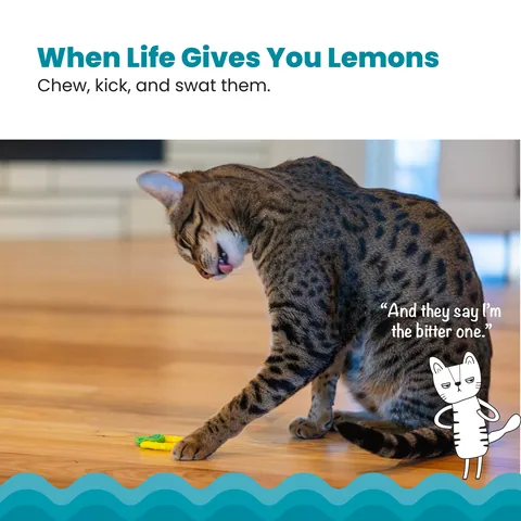 Catstages Dental Lemon Teether 貓咪潔牙檸檬固齒玩具（黃） 2