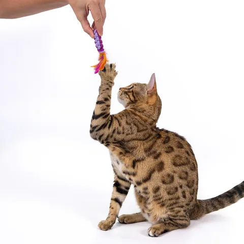 Catstages Dental Ropes 貓咪潔牙繩玩具 2 入組（多色） 5