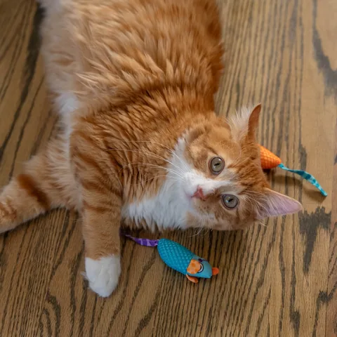 Catstages Catnip Chew Mice 貓草潔牙鼠 2 入 2