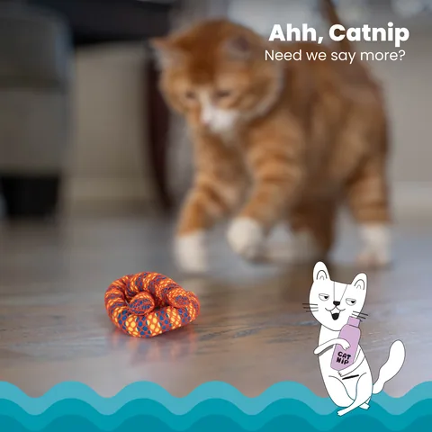 貓草潔牙脆餅 Catnip Plaque Away Pretzel|貓咪聞香、拍撥與輕咬玩具 5