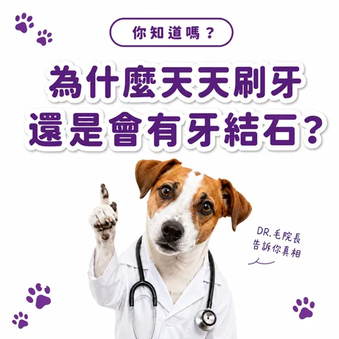 口齿清新保健粉（30包／盒） 3