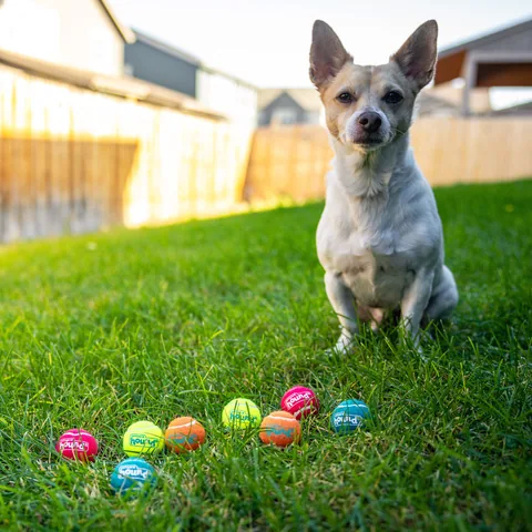 Outward Hound Squeaker Ballz 發聲網球 8入（多色／XS） 5
