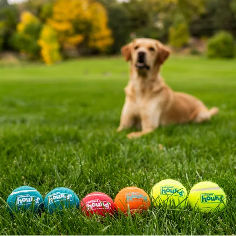 Outward Hound Squeaker Ballz 發聲網球 6入（多色／M） 5