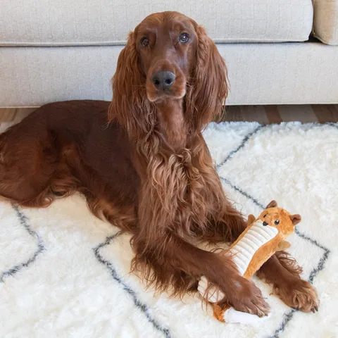 Outward Hound Stuffing-Free Big Squeak 狐狸造型不含棉玩偶（橘／M） 5