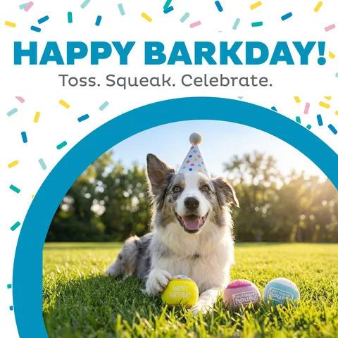 Outward Hound Birthday Squeaker Balls 生日發聲網球 3入組（多色／M） 2