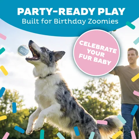 Outward Hound Birthday Squeaker Balls 生日發聲網球 3入組（多色／M） 4