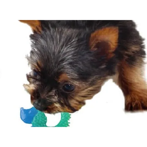 Petstages,Cutie Chewies Hedgehog,歐卡耐咬刺蝟,幼犬玩具,小型犬玩具,狗狗潔牙,Dog-MBTI 2