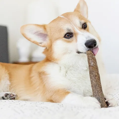 Petstages,森林史迪克,Dogwood,狗狗啃咬,狗狗潔牙,小型犬,中型犬,大型犬,Dog-MBTI 3