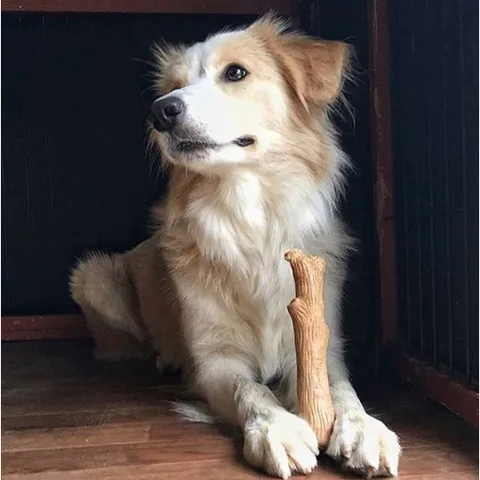 Petstages 耐咬史迪克 2 件組 M 號｜中型犬 11–16 kg 2