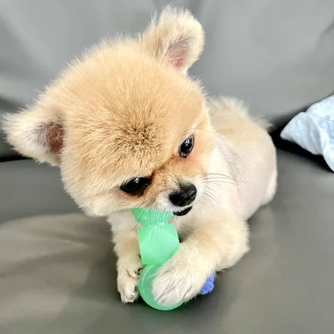 Pupstages Mini Dentachew Pack – Multicolor 2