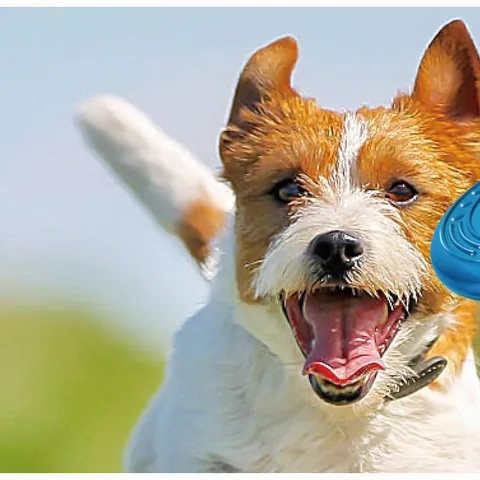 Petstages,Orka Flyer,歐卡耐咬飛盤,狗狗拋接,中型犬玩具,大型犬玩具,Dog-MBTI 2