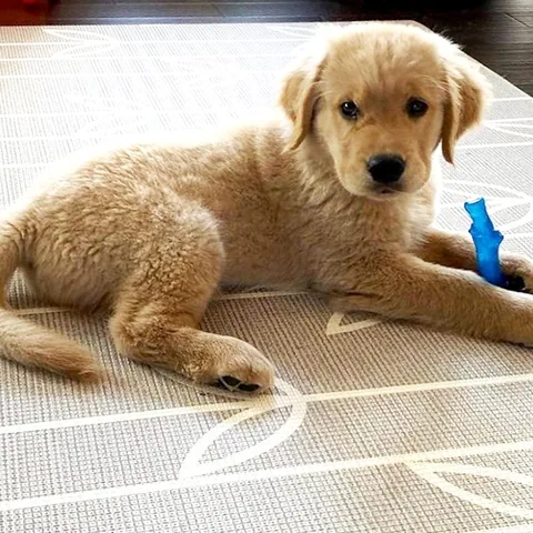 Petstages 耐咬史迪克 2 件組 S 號｜幼犬／小型犬 3–11 kg 3