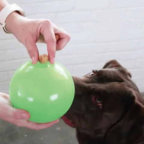 Planet Dog Mazee｜狗狗迷宮藏食玩具