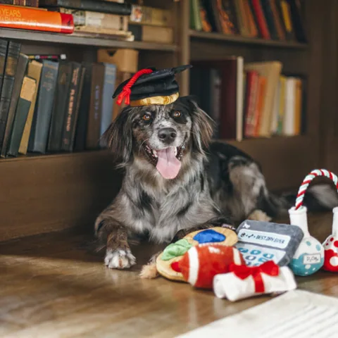 Play Pet Back to School 開學季系列 5