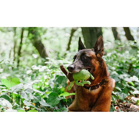 Play Pet Bugging Out 4