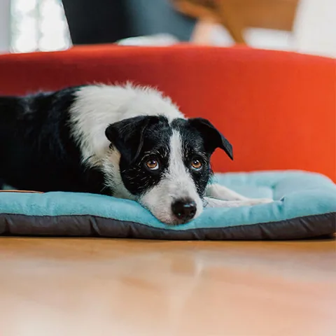 Play Pet Coastal Series Chill Pad 四季舒活垫 2