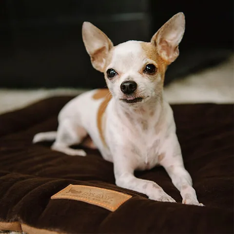 Play Pet Chill Pad 四季舒活墊 3