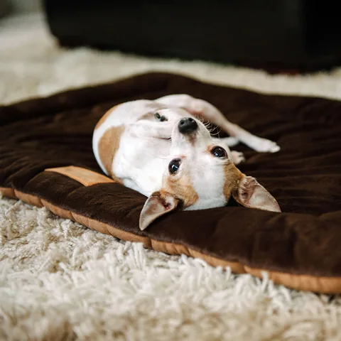 Play Pet Chill Pad 四季舒活墊 4