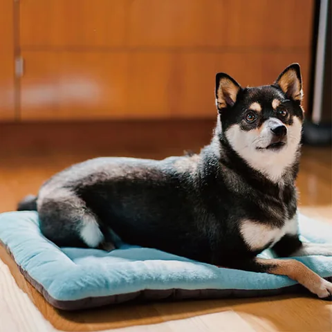 Play Pet Chill Pad 四季舒活墊 4