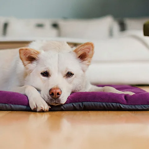 Play Pet Chill Pad 四季舒活墊 3