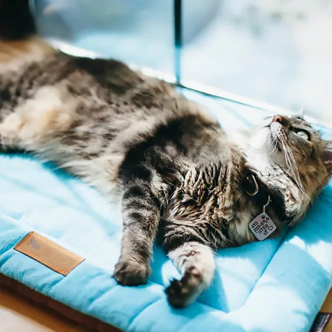 Play Pet Chill Pad 四季舒活墊 4