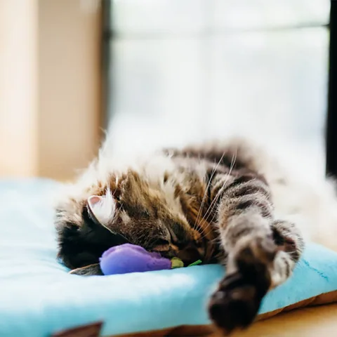 Play Pet Chill Pad 四季舒活墊 5