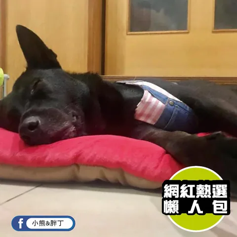 Play Pet Chill Pad 四季舒活墊 4