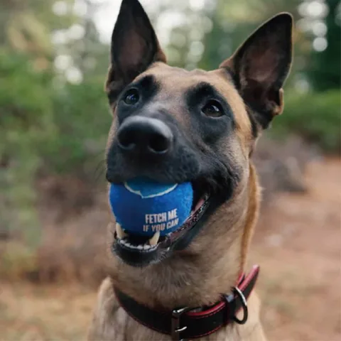 P.L.A.Y. Dog Tennis Balls 4