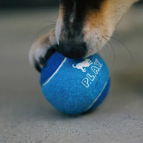 P.L.A.Y. Dog Tennis Balls 5