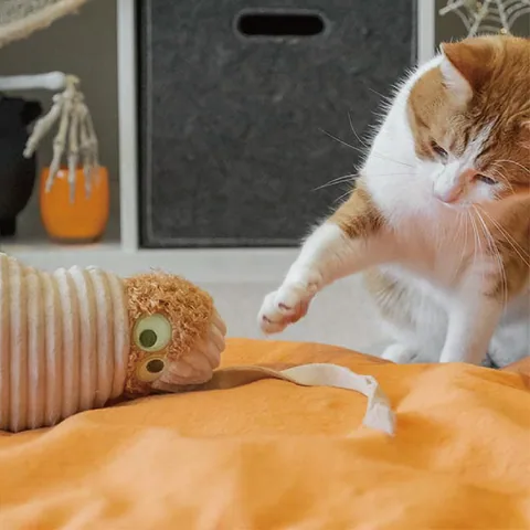 P.L.A.Y. Feline Frenzy Kicker Collection 4