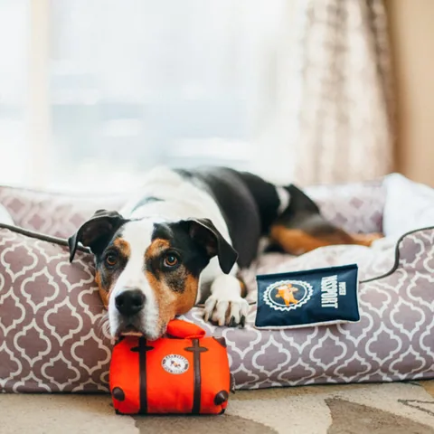 Play Pet Globetrotter