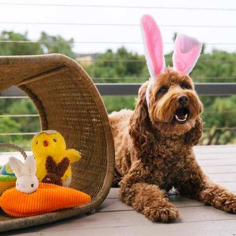 Play Pet Hippity Hoppity 蹦蹦復活節系列 3