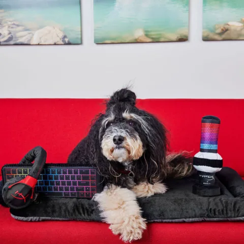 Play Pet HyperX x P.L.A.Y. 3