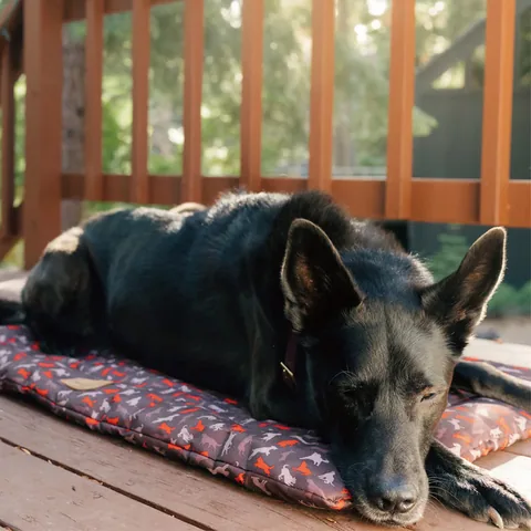 Play Pet Outdoor Chill Pad 戶外攜帶舒活墊 3
