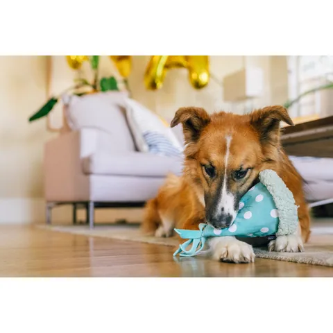 P.L.A.Y. Party Animal Yappy Party Hat 5