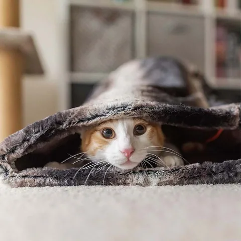 P.L.A.Y.多功能依偎睡袋(石墨黑/3尺寸) 5