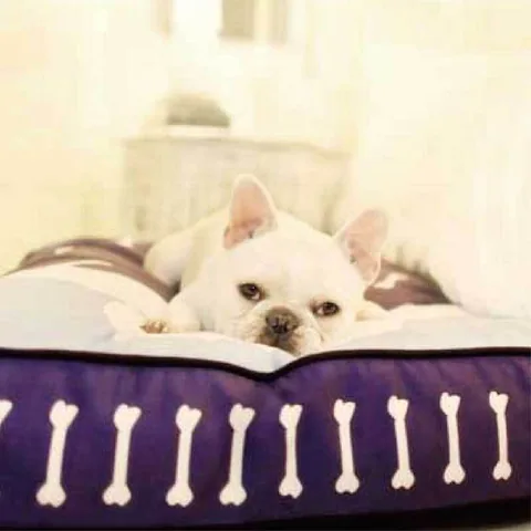 P.L.A.Y. Tuck Me In Rectangular Bed 暖被窝方床 紫蓝 粉红 3