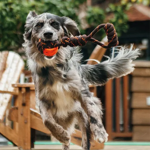P.L.A.Y. Tug Ball Rope 4