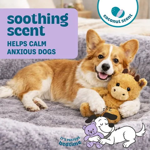 Pupstages Calming Plush Buds 高地牛造型陪伴玩偶（棕／S） 2